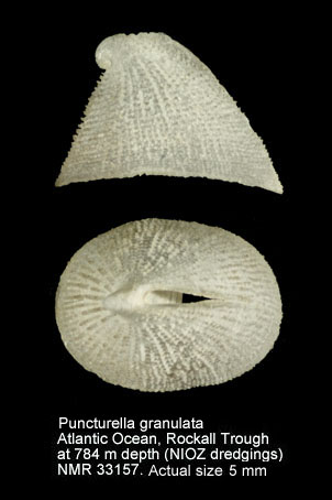 Puncturella granulata.jpg - Puncturella granulata(Seguenza,1863)